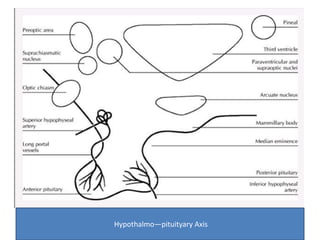 Hypothalmo—pituityary Axis 
 