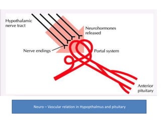 Neuro – Vascular relation in Hypopthalmus and pituitary 
 
