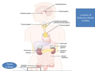 Location of 
Endocrine Glands 
In BoDy 
Testes 
in Males 
 