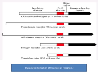 Digramatic Illustration of Structure of receptors.l 
 