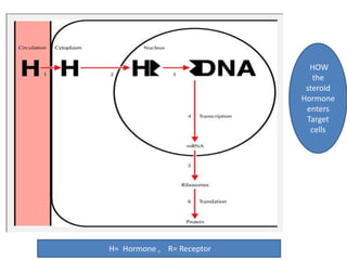 H= Hormone , R= Receptor 
HOW 
the 
steroid 
Hormone 
enters 
Target 
cells 
 