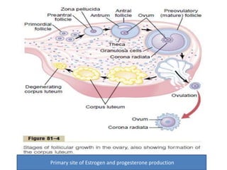 Primary site of Estrogen and progesterone production 
 