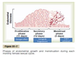 Estrogen effect Estrogen& 
Progesterone 
E & P 
withdrawl 
 