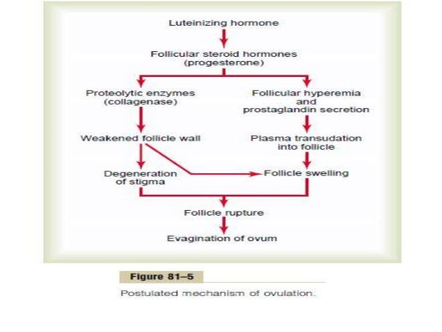 Ivermectin tablets online