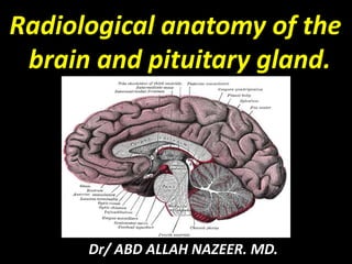 Radiological anatomy of the 
brain and pituitary gland. 
Dr/ ABD ALLAH NAZEER. MD. 
 