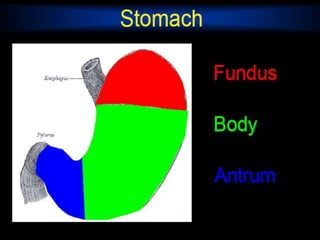 Presentation1.pptx, radiological anatomy of the abdomen and pelvis. | PPTX