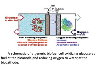 Enzymatic biofuel cells | ODP