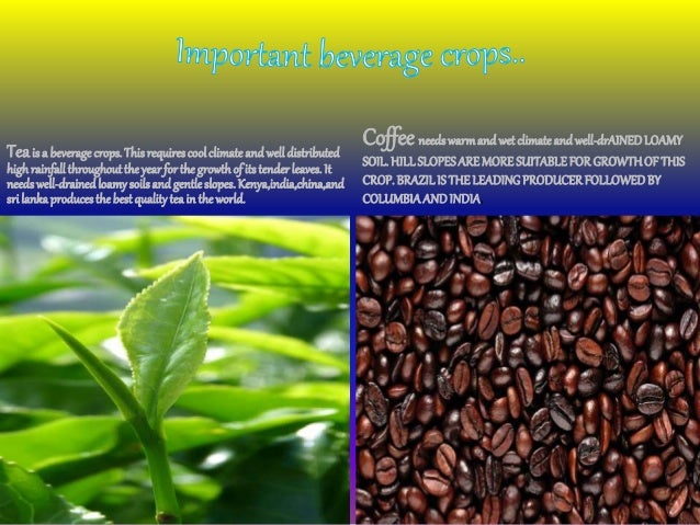 Best Indian Coffee In Usa Best Indian Coffee In Usa