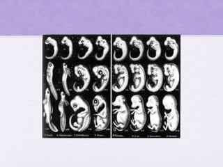 Preformismo e Epigénese 