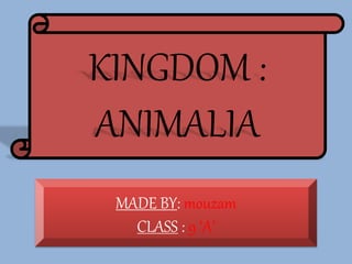 KINGDOM : 
ANIMALIA 
MADE BY: mouzam 
CLASS : 9 ‘A’ 
 