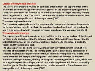Lateral cricoarytenoid muscles 
The lateral cricoarytenoid muscle on each side extends from the upper border of the 
arch ...