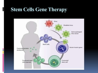 stem cell gene therapy | PPTX