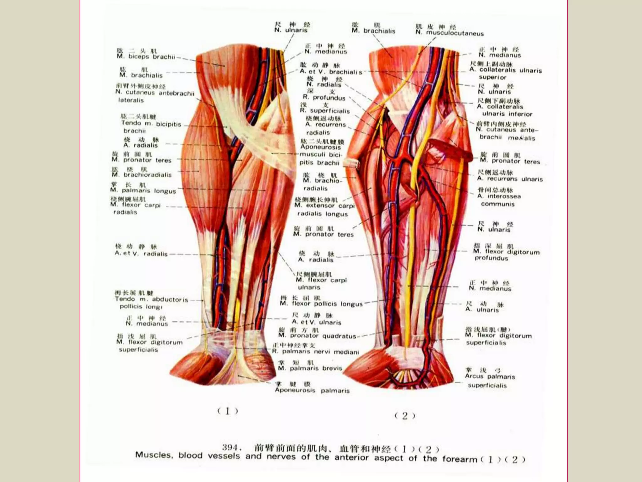 Inner Forearm Layout.pdf Presentation1.pptx, radiological anatomy of the arm and forearm. | PPTX
