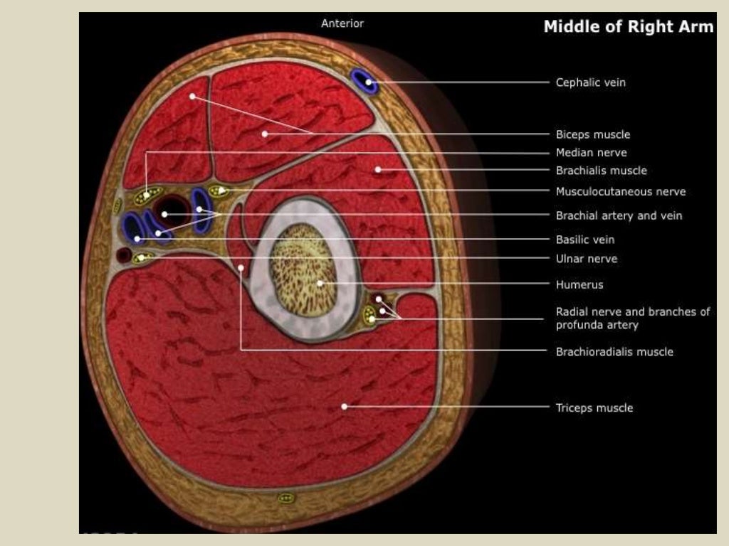 Presentation1.pptx, radiological anatomy of the arm and forearm.