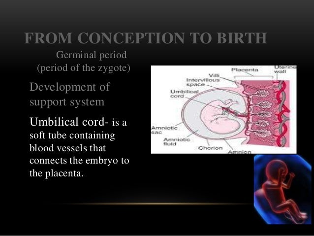 the mircle of life prenatal development ★ miracle of life conception to birth ★ home remedies to get pregnant faster pregnancy week by week development videos miracle of life conception to birth pregnancy yoga poses home remedies to get pregnant faster during pregnancy, changes are seen on breasts. the mircle of life prenatal development ★ miracle of life conception to birth ★ home remedies to get pregnant faster pregnancy week by week development videos miracle of life conception to birth pregnancy yoga poses home remedies to get pregnant faster during pregnancy, changes are seen on breasts.