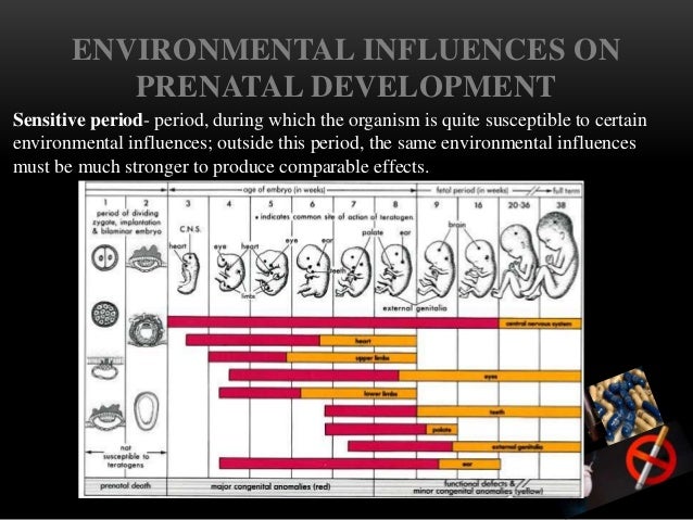 Prenatal Development, Birth, and Newborns’ Readiness for Life