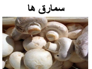 سمارق ها 
 