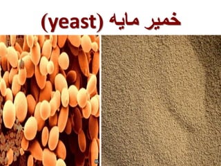 )yeast( خمیر مایه 
 