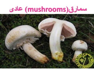 عادی )mushrooms( سمارق 
 