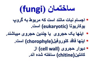 )fungi( ساختمان 
• اجسام نبات مانند است که مربوط به گروپ 
است. )eukaryotic( یوکاریوتا 
• اینها یک حجروی یا چندین حجروی میباشند. 
است. )chorophyle( • اینها فاقد کلوروفیل 
از )cell wall( • دیوار حجروی 
ساخته شده اند. )chitine( کائتین 
 