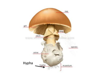 Hypha 
 