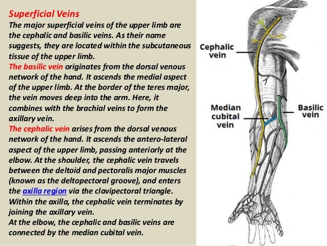 🎉 Upper arm veins. Upper Limb Veins • • AnatomyZone. 2019-01-06