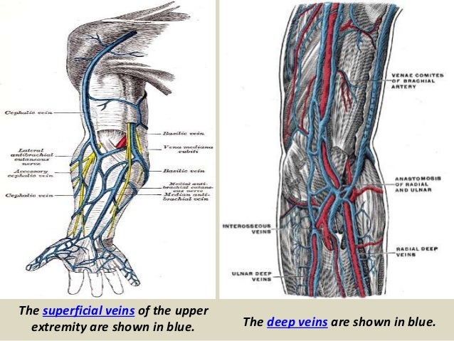 Upper Extremity Vascular Anatomy Anatomical Charts And Posters