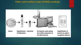 FAME (Fatty Acid Methyle ester) analysis | PDF
