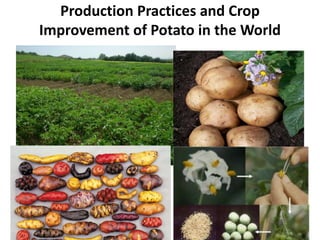 Production Practices and Crop
Improvement of Potato in the World
 