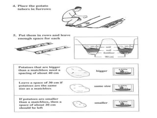 Production Practices and Crop Improvement of Potato in the World