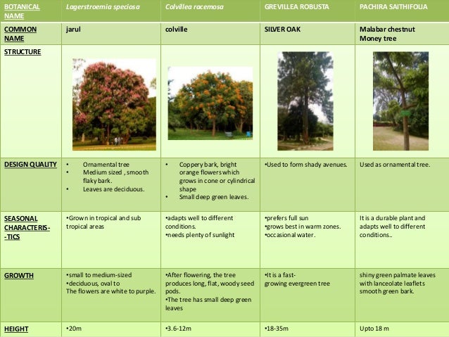 landscape types plants tree shrubs landscape types plants tree shrubs