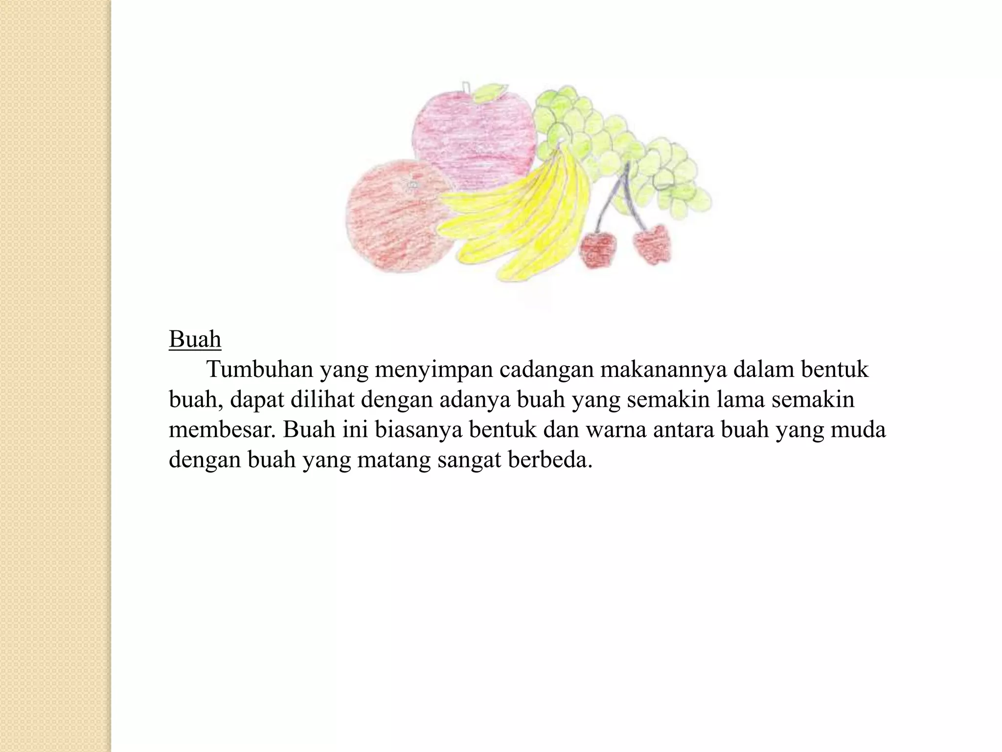 Buah
Tumbuhan yang menyimpan cadangan makanannya dalam bentuk
buah, dapat dilihat dengan adanya buah yang semakin lama semakin
membesar. Buah ini biasanya bentuk dan warna antara buah yang muda
dengan buah yang matang sangat berbeda.
 