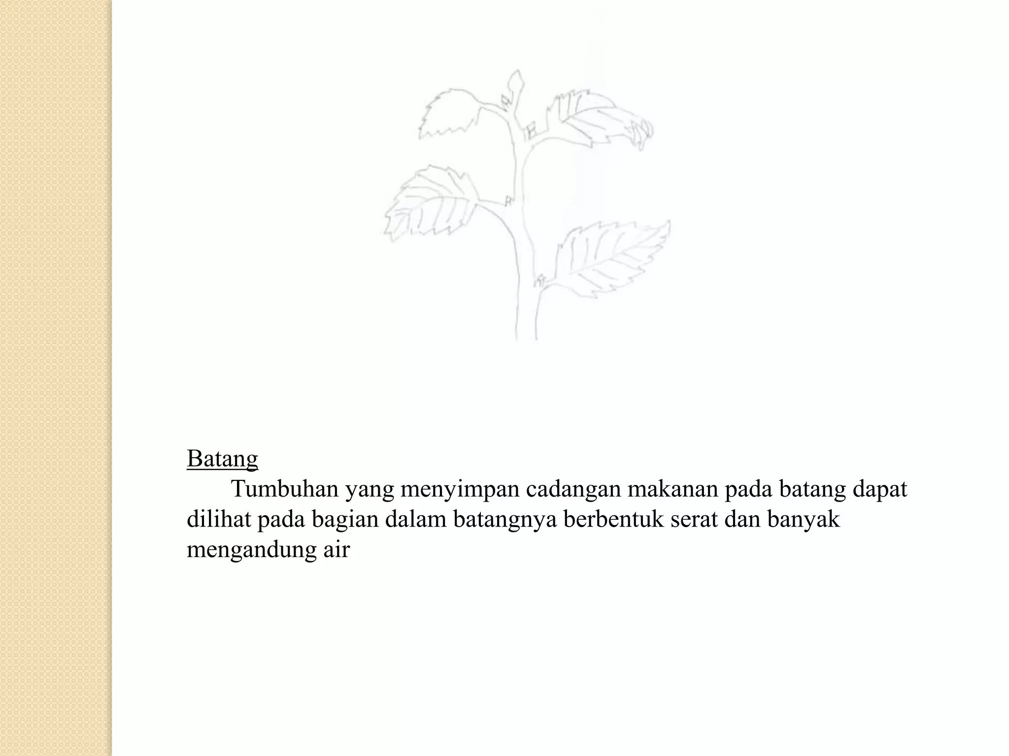 Batang
Tumbuhan yang menyimpan cadangan makanan pada batang dapat
dilihat pada bagian dalam batangnya berbentuk serat dan banyak
mengandung air
 