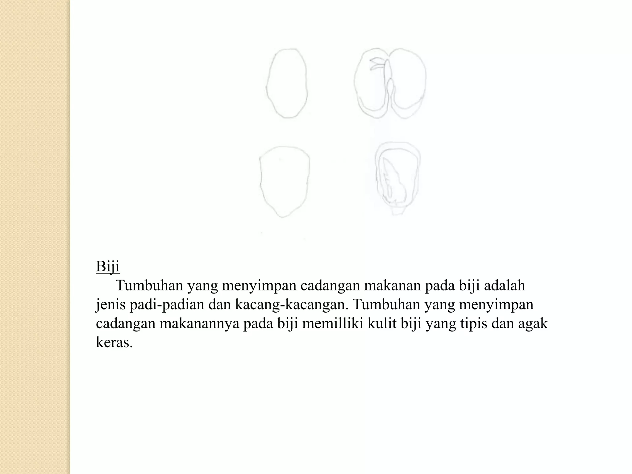 Biji
Tumbuhan yang menyimpan cadangan makanan pada biji adalah
jenis padi-padian dan kacang-kacangan. Tumbuhan yang menyimpan
cadangan makanannya pada biji memilliki kulit biji yang tipis dan agak
keras.
 