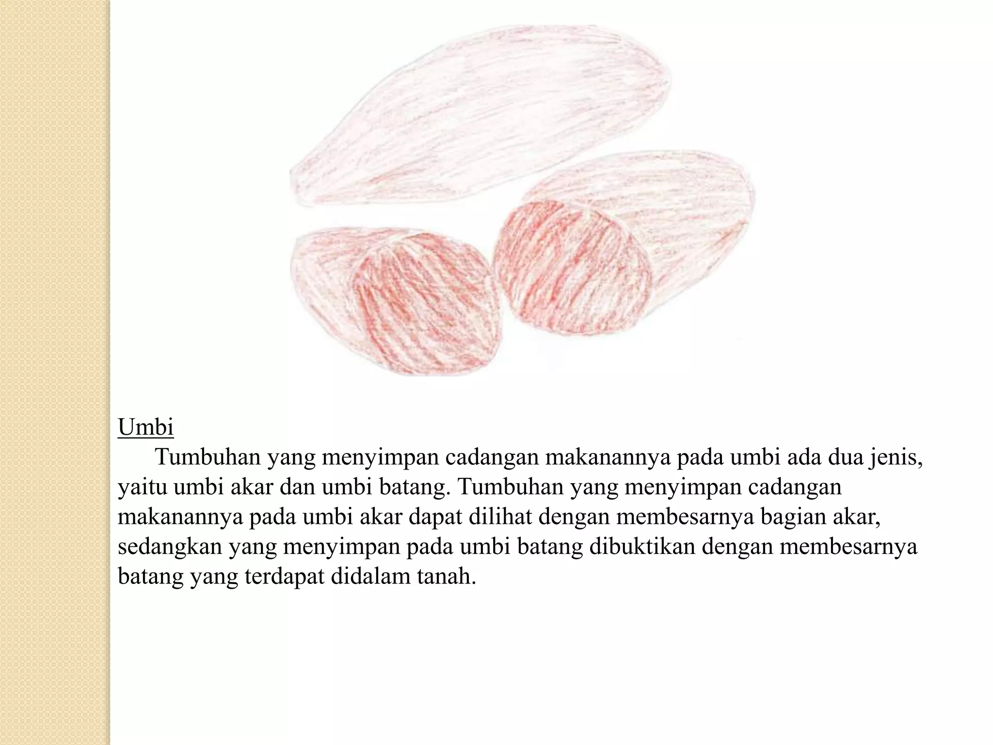 Umbi
Tumbuhan yang menyimpan cadangan makanannya pada umbi ada dua jenis,
yaitu umbi akar dan umbi batang. Tumbuhan yang menyimpan cadangan
makanannya pada umbi akar dapat dilihat dengan membesarnya bagian akar,
sedangkan yang menyimpan pada umbi batang dibuktikan dengan membesarnya
batang yang terdapat didalam tanah.
 