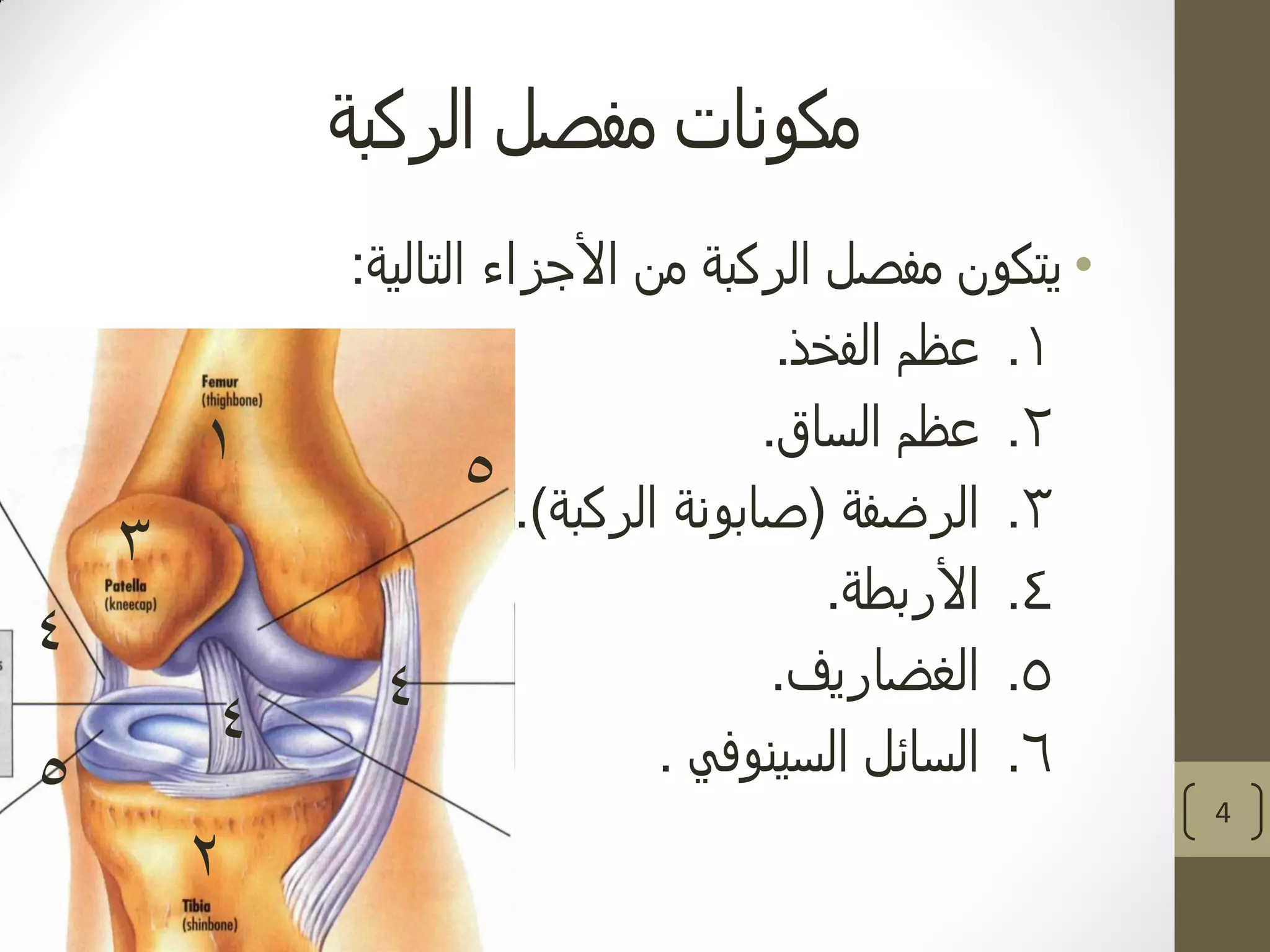 ‫الركبة‬ ‫مفصل‬ ‫مكونات‬
•‫التالية‬ ‫األجزاء‬ ‫من‬ ‫الركبة‬ ‫مفصل‬ ‫يتكون‬:
.1‫الفخذ‬ ‫عظم‬.
.2‫الساق‬ ‫عظم‬.
.3‫الرضفة‬(‫الركبة‬ ‫صابونة‬.)
.4‫األربطة‬.
.5‫الغضاريف‬.
.6‫السينوفي‬ ‫السائل‬.
4
1
2
3
4
5
5
4
4
 