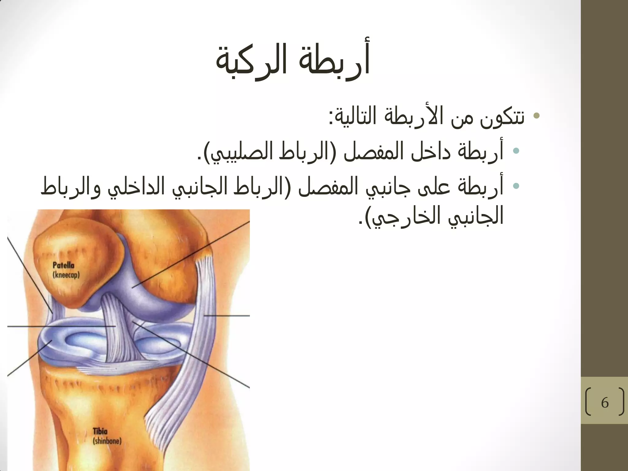 ‫الركبة‬ ‫أربطة‬
•‫التالية‬ ‫األربطة‬ ‫من‬ ‫تتكون‬:
•‫المفصل‬ ‫داخل‬ ‫أربطة‬(‫الصليبي‬ ‫الرباط‬.)
•‫المفصل‬ ‫جانبي‬ ‫على‬ ‫أربطة‬(‫والرباط‬ ‫الداخلي‬ ‫الجانبي‬ ‫الرباط‬
‫الخارجي‬ ‫الجانبي‬.)
6
 
