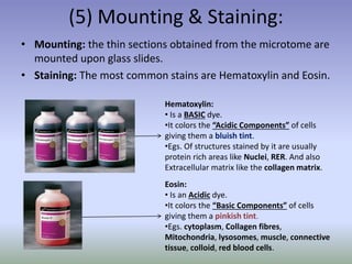 (5) Mounting & Staining:
• Mounting: the thin sections obtained from the microtome are
mounted upon glass slides.
• Staining: The most common stains are Hematoxylin and Eosin.
Hematoxylin:
• Is a BASIC dye.
•It colors the “Acidic Components” of cells
giving them a bluish tint.
•Egs. Of structures stained by it are usually
protein rich areas like Nuclei, RER. And also
Extracellular matrix like the collagen matrix.
Eosin:
• Is an Acidic dye.
•It colors the “Basic Components” of cells
giving them a pinkish tint.
•Egs. cytoplasm, Collagen fibres,
Mitochondria, lysosomes, muscle, connective
tissue, colloid, red blood cells.
 