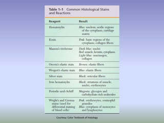 Courtesy: Color Textbook of histology
 