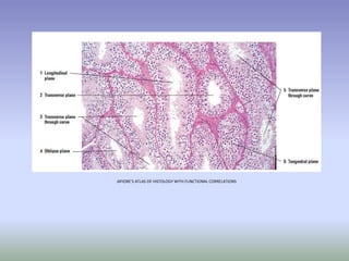 diFIORE’S ATLAS OF HISTOLOGY WITH FUNCTIONAL CORRELATIONS
 