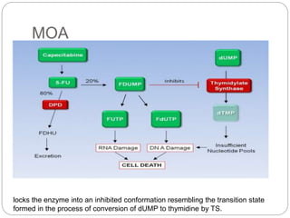 MOA
HN
N
O
O
O
HO
OP
O
OH
HO
5-FU metabolite
Thymidylate
Synthetase
HS
NHN
N
HN
N
O
NH2
R
B
H
HN
N
O
O
O
HO
OP
O
OH
HO
H
F
Thymidylate
Synthetase
S
B
NHN
N
HN
NH
O
NH2
R
F
Enzyme inhibition
HN
N
H
O
O
F
in vivo
HN
N
O
O
F
O
HO
OP
O
OH
HO
Inhibitor
Thymidylate synthetase
locks the enzyme into an inhibited conformation resembling the transition state
formed in the process of conversion of dUMP to thymidine by TS.
 