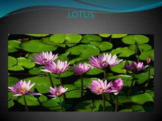 LOTUS
 