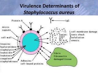 Virulence Determinants of
Staphylococcus aureus
 