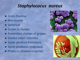 Staphylococcus aureus — GRAM Project