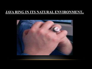 JAVA RING IN ITS NATURAL ENVIRONMENT..
 