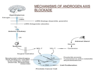 MECHANISMS OF ANDROGEN AXIS
BLOCKADE
 