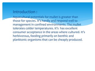  Introduction :
 Aquacultural potentials for mullet is greater than
those for species. It’s hardly and respond well to
management in confined environments. The mullet
tolerates colder temperatures. It’s has excellent
consumer acceptance in the areas where cultured. It’s
herbivorous, feeding primarily on benthic and
planktonic organisms that can be cheaply produced.
 