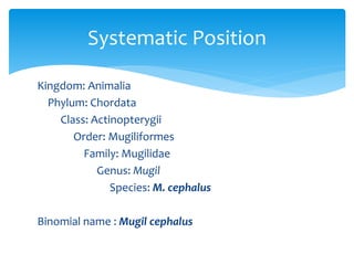 Kingdom: Animalia
Phylum: Chordata
Class: Actinopterygii
Order: Mugiliformes
Family: Mugilidae
Genus: Mugil
Species: M. cephalus
Binomial name : Mugil cephalus
Systematic Position
 