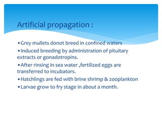 Artificial propagation :
•Grey mullets donot breed in confined waters
•Induced breeding by administration of pituitary
extracts or gonadotropins.
•After rinsing in sea water ,fertilized eggs are
transferred to incubators.
•Hatchlings are fed with brine shrimp & zooplankton
•Larvae grow to fry stage in about a month.
 