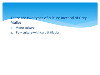 There are two types of culture method of Grey
Mullet
1. Mono culture
2. Poly culture with carp & tilapia
 